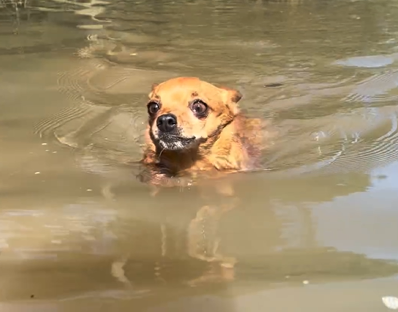 Cachorro de influenciador é flagrado se refrescando em água de plantação - Foto: Douglas Hul/Reprodução/ND