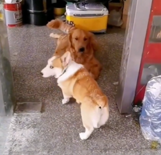 Golden Retriever e Welsh Corgi surpreendem a internet - Foto: Internet/Reprodução/ND