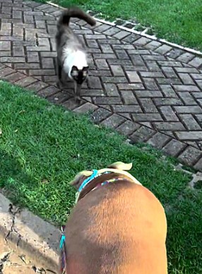 Pitbull Zara e seu amigo felino Thor em um encontro rotineiro – Foto: Reprodu&ccedil;&atilde;o/TikTok/ND