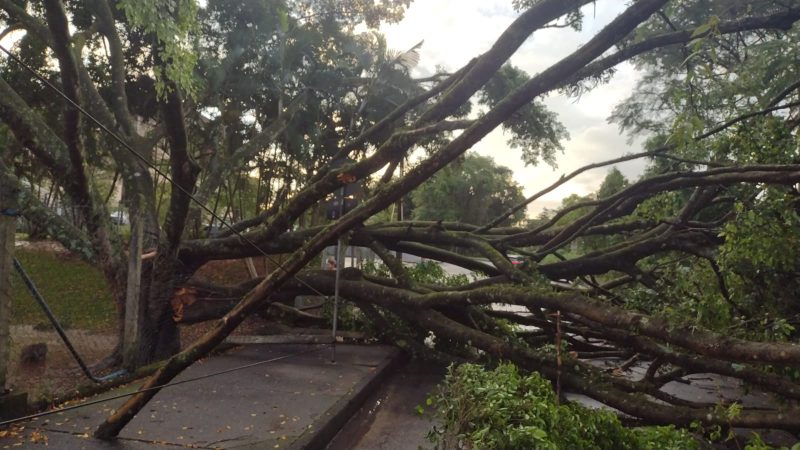 Queda de árvore durante forte temporal interdita trânsito em Blumenau &#8211; Foto: Reprodução NDTV