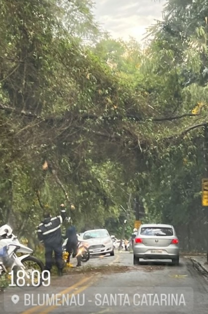 A ventania acompanhada de uma chuva intensa causou a queda da árvore na Rua Zenaide Santos de Souza, no bairro Velha 