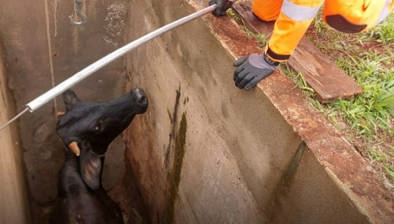 Vaca caiu dentro de um túmulo aberto em Alfenas e precisou ser resgatada pelos bombeiros