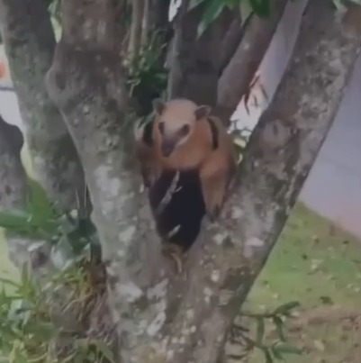 Um vídeo flagrou um tamanduá-de-colete.