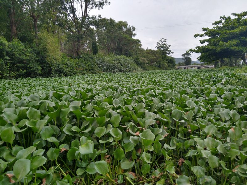 Outra a&ccedil;&atilde;o que pode melhorar a sa&uacute;de do rio do Br&aacute;s &eacute; a requalifica&ccedil;&atilde;o dos drenos da praia de Canasvieiras – Foto: N&Iacute;COLAS HOR&Aacute;RIO