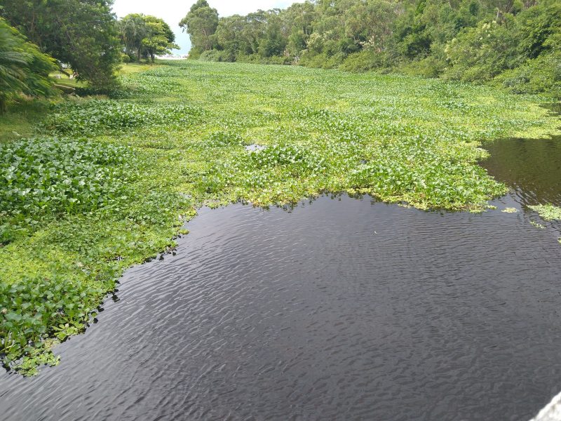 Novamente, o rio do Brás, em Canasvieiras, Norte da Ilha, está repleto de plantas macrófitas