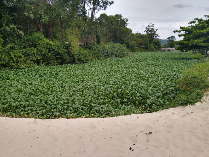 O que era para ser um espelho d’&aacute;gua &eacute; um tapete verde de plantas que nascem em locais sem oxig&ecirc;nio, no rio do Br&aacute;s – Foto: N&Iacute;COLAS HOR&Aacute;CIO/ND