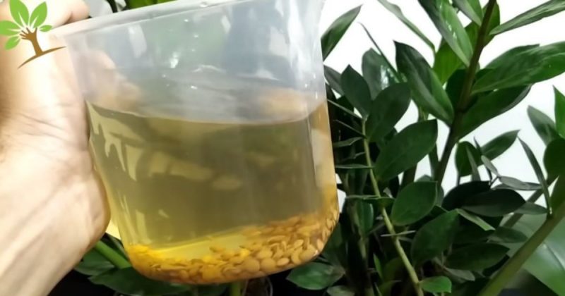 Voc&ecirc; vai precisar de adubo e lentilha – Foto: Reprodu&ccedil;&atilde;o/YouTube/ND