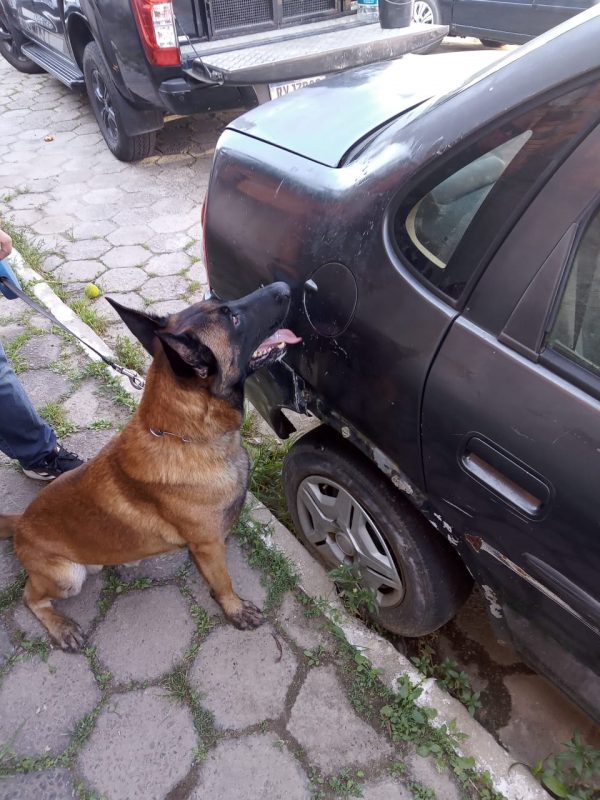 imagem de um cão da polícia ao lado de um veículo 