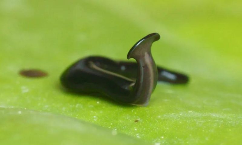 Natural do sudeste da &Aacute;sia, esp&eacute;cie chegou ao Brasil – Foto: Reprodu&ccedil;&atilde;o