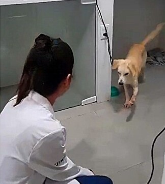 Vira-lata tem rea&ccedil;&atilde;o comovente com veterin&aacute;rios – Foto: Reprodu&ccedil;&atilde;o/Instagram/ND