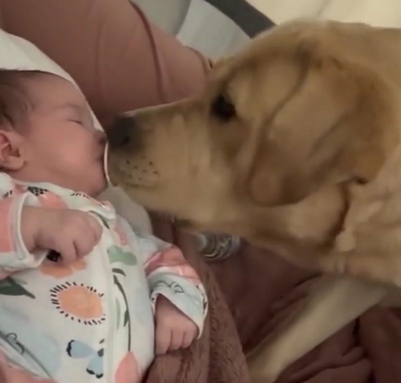 Cachorro rouba chupeta de bebê adormecido e vídeo viraliza - Foto: Internet/Reprodução/ND