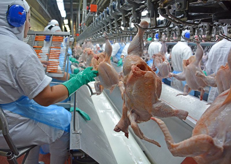 Fábrica preparando animais para exportações de carne de frango