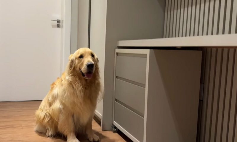 Golden retriever Alfredinho espera as ordens da tutora, próximo a um móvel da casa