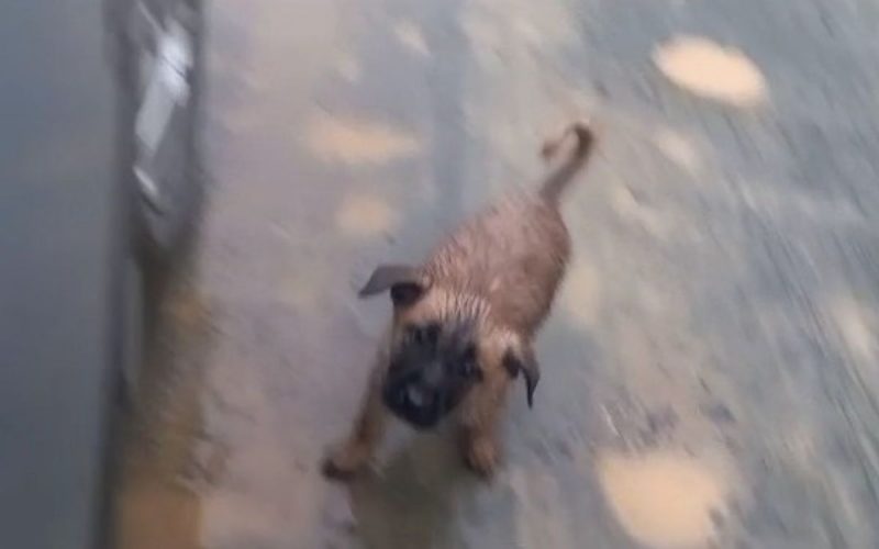 Frame de vídeo que mostra filhotes de cachorro sendo encontrados abandonados em Porto Belo