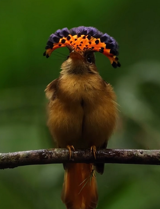 Maria-leque-do-sudeste é um dos pássaros mais raros do mundo - Foto: Amer Cavalcant/Reprodução/ND