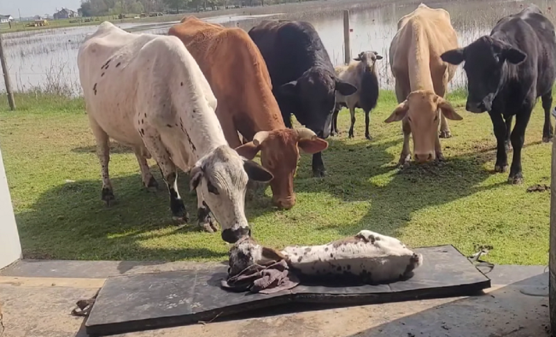 Animal interage com às vacas da propriedade &#8211; Foto: Breaux Farms LLC/Reprodução/ND