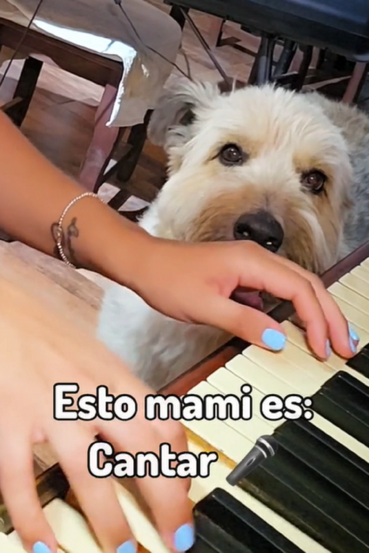 Cachorro e tutora formam dupla musical incr&iacute;vel – Foto: Redes sociais/Reprodu&ccedil;&atilde;o/ND