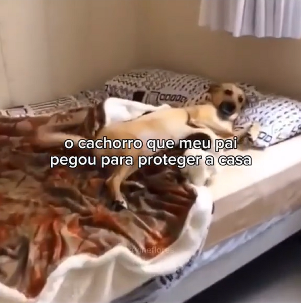 'Hora da soneca': cachorro tira cochilo e não protege a casa