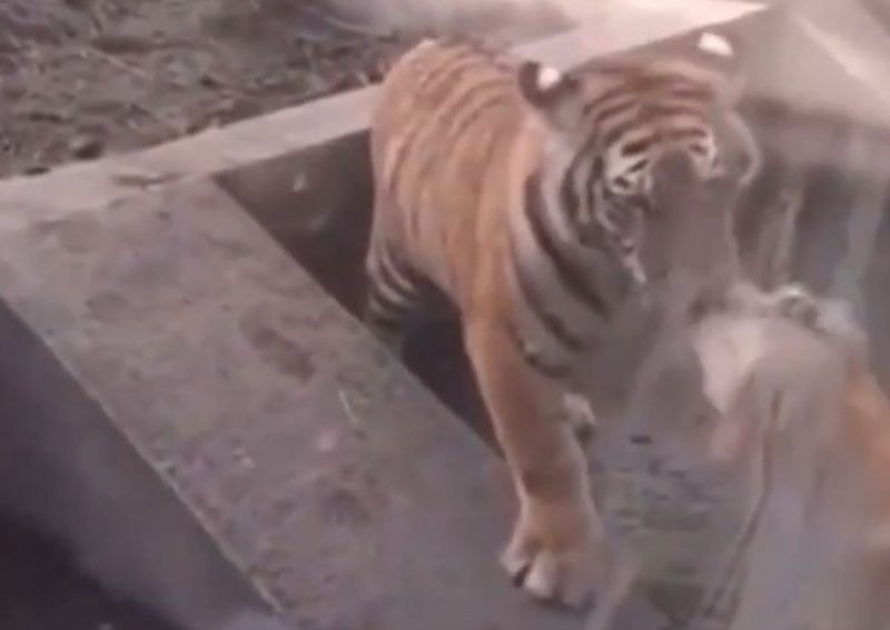 Tigre retribui esforço do amigo cachorro