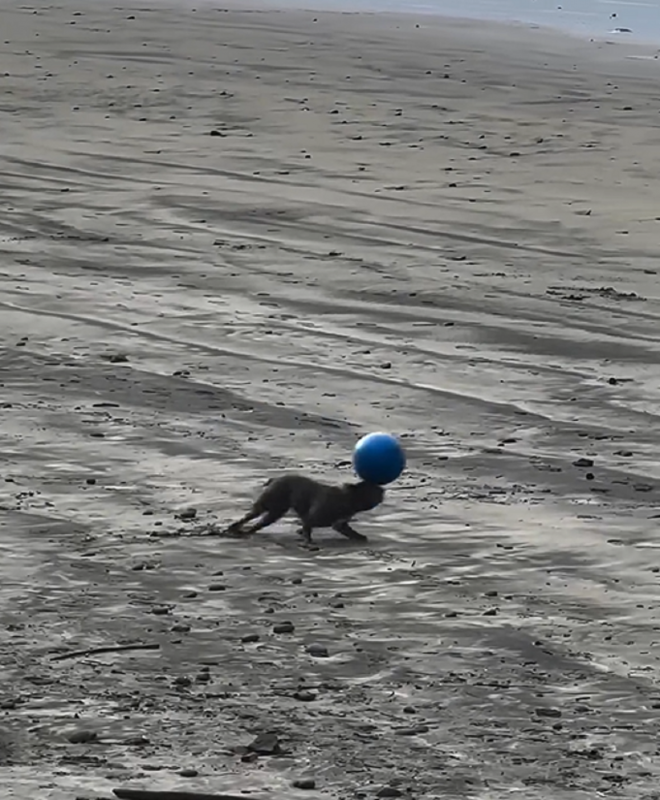 Cachorrinho gaúcho jogando bola em praia