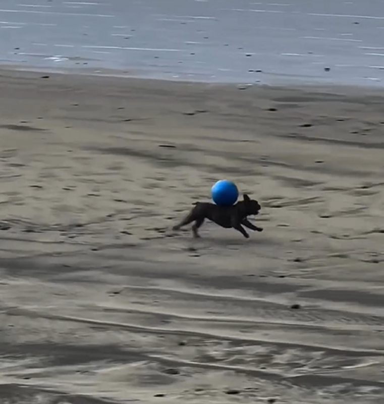 “Cachorrinho gaúcho” jogando bola em praia