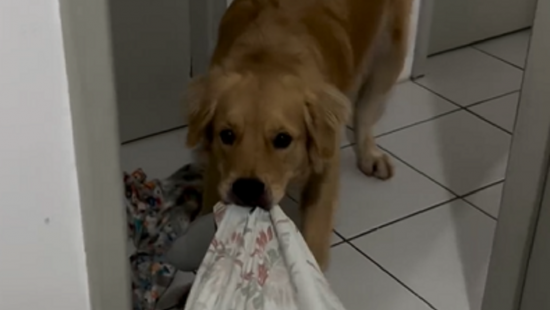 Cachorro leva brinquedos para tutora doente e tenta tirar ela da cama: &#8216;levanta, Márcia&#8217;
