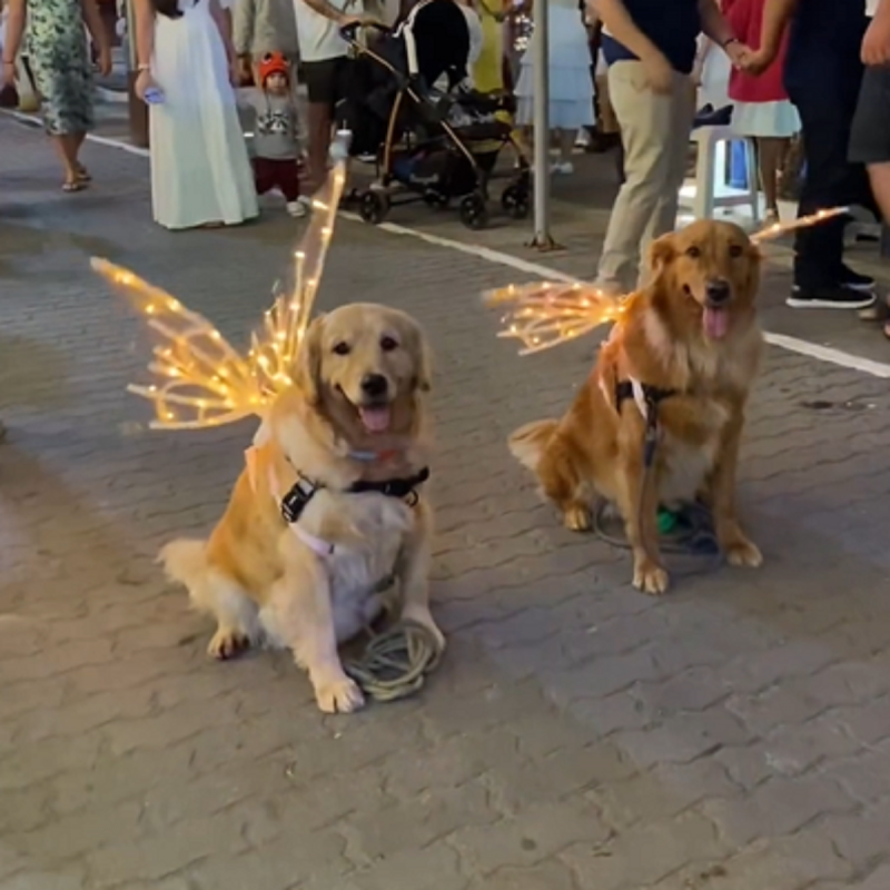 Em um passeio atípico, cães da raça Golden Retriever viraram atração local