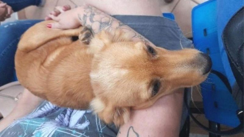 cachorro foi resgatado em uma área de mata