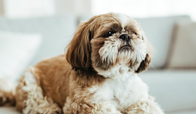 Cachorros de raça - Foto mostra cão da raça shih tzu