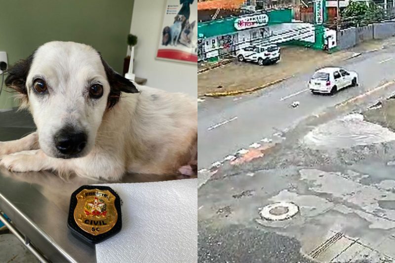 Outro cachorro que foi vítima de maus-tratos em Joinville