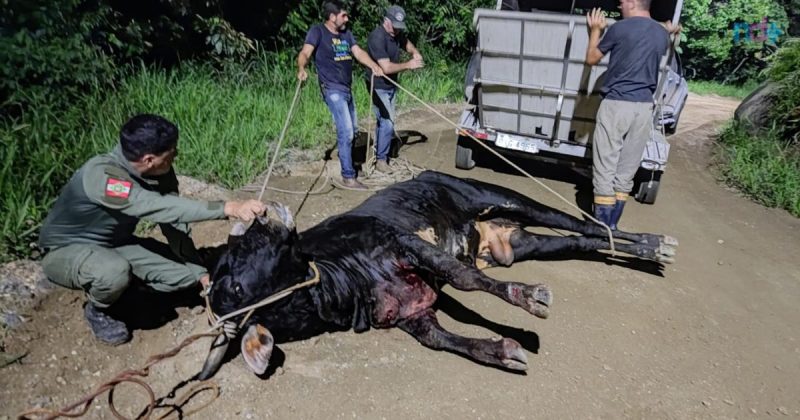 Imagem mostra boi ferido durante resgate em Balneário Camboriú