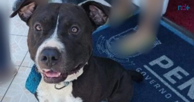 imagem mostra Pit Bull que foi levada para a prefeitura de Penha por mulher, moradora da cidade