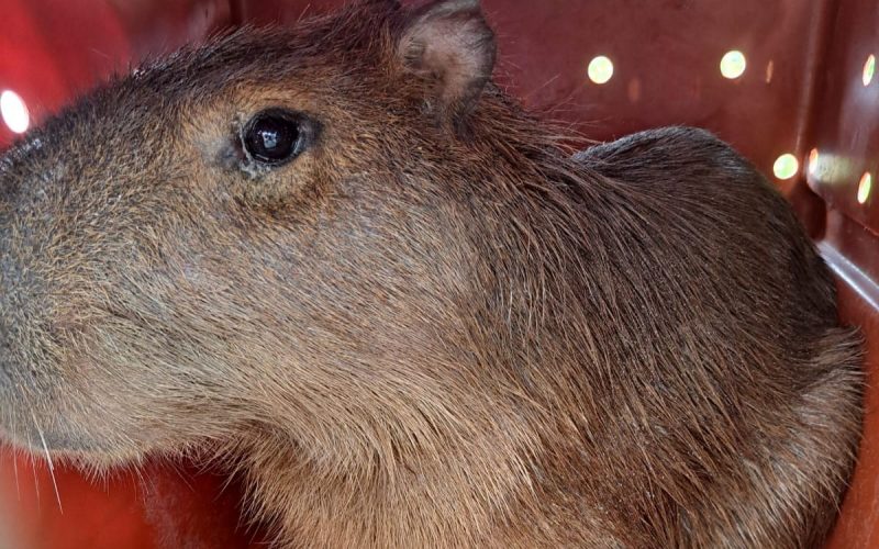 Capivara que ficou presa em bueiro em Itapema, no Litoral Norte de Santa Catarina