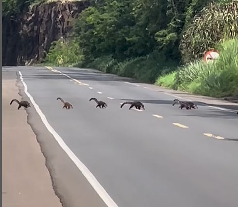 família de quatis, acidente, rodovia