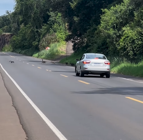 Bi&oacute;logo fez o flagrante. – Foto: Jackson Preuss/Arquivo Pessoal/ND