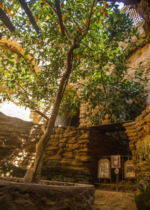 Baldassare plantou diversas árvores em sua nova moradia, afim de fugir do calor que fazia na sua nova cidade