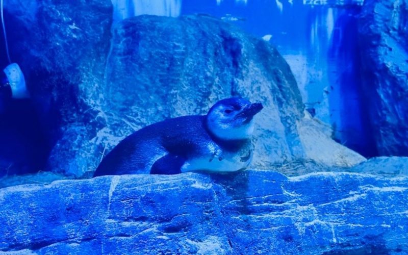 Pinguim do Oceanic Aquarium, em Balneário Camboriú