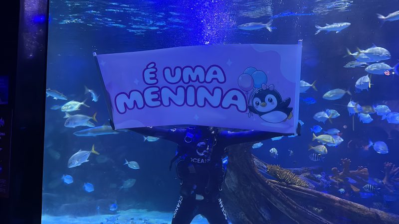 Mergulhador revela sexo de filhote de pinguim nascido em aquário de Balneário Camboriú