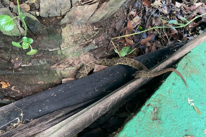 Uma cobra Jararaca foi encontrada em uma escola.