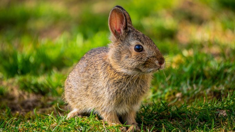 O animal de cada signo do zodíaco pode revelar características especiais.