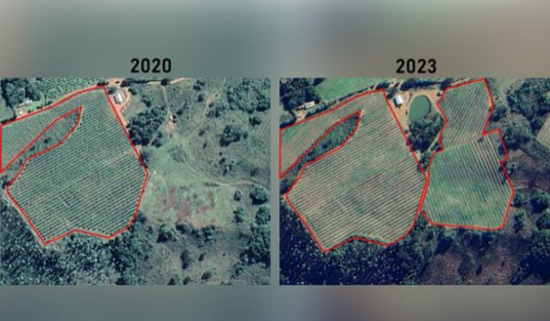 Fotomontagem que compara plantio de maçã em 2020 e 2023, em Santa Catarina