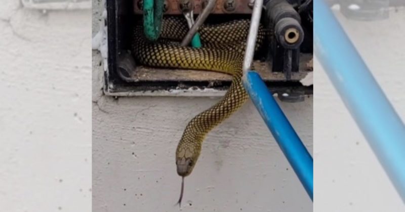 Cobra foi encontrada dentro de medidor de energia 