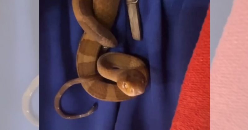 Serpente em varal causa susto 