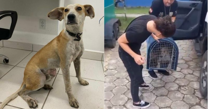 Cachorro jogado de ponte foi resgatado em Joinville 