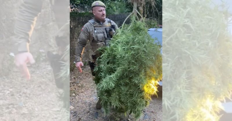 Pé de maconha foi apreendido em Guaramirim 
