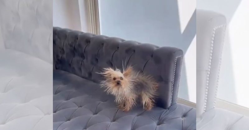 Yorkshire ou ouriço?