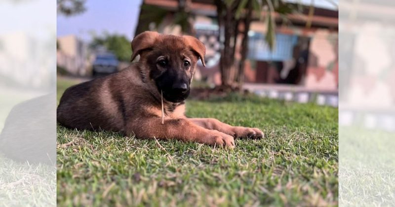 Cão morre com 10 meses em Joinville 