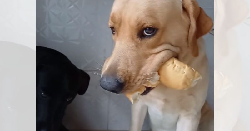 Danone n&atilde;o quis saber de dividir com o companheiro Danete – Foto: Internet/Reprodu&ccedil;&atilde;o/ND