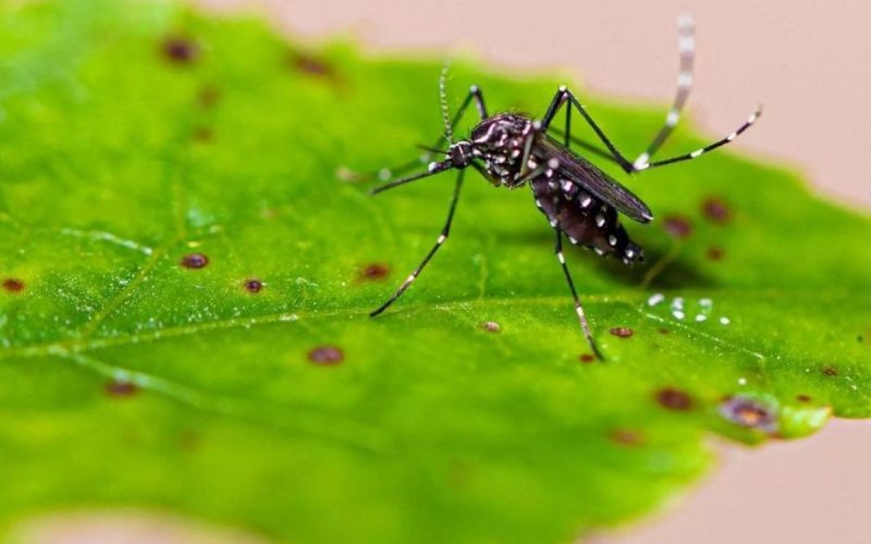 Dengue já matou 10 pessoas em Itajaí