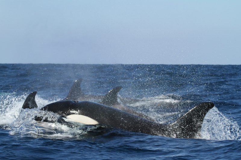 Baleia usa tática para fugir de orcas 